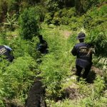 Hallan y destruyen 2500 plantas de marihuana en Tocoa