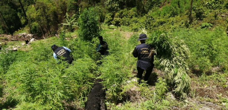 Hallan y destruyen 2500 plantas de marihuana en Tocoa