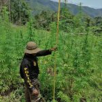 Dlcn erradica plantación de marihuana en Colón
