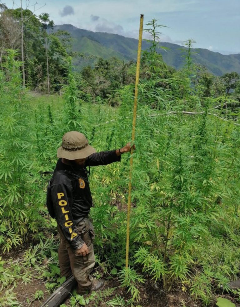 Dlcn erradica plantación de marihuana en Colón