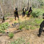 DLCN y navales descubren vivero de arbustos de coca en Iriona