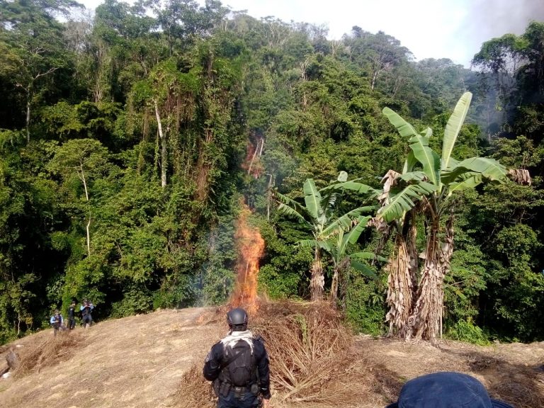 Fiscalía Contra el Crimen Organizado coordina destrucción de un narcolaboratorio y destrucción de casi 50 mil arbustos de hoja de coca en Colón y Olancho