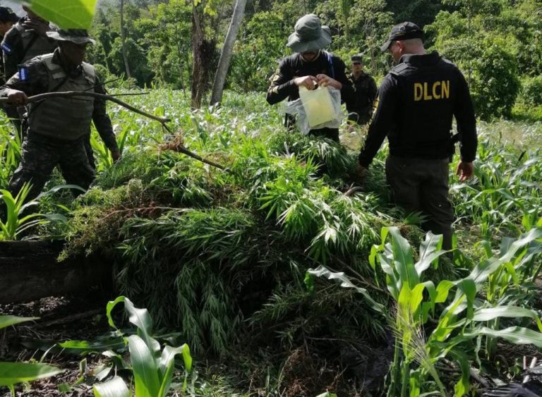 Dirección de Lucha Contra el Narcotráfico DLCN erradicasembradío de Marihuana en Colón Colón