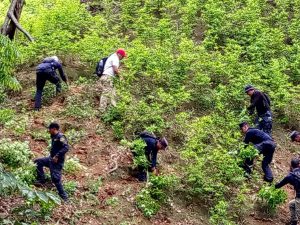 MP dirigió proceso de destrucción y erradicación de 72 mil arbustos de hoja de coca en Colón