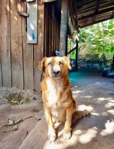 MP obtiene detención judicial contra una persona acusada de matar a un perro con arma blanca en la aldea El Guanábano, Distrito Central