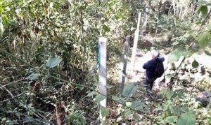 Auto de formal procesamiento contra ciudadano por corte ilegal de árboles cerca de fuente de agua en el Distrito Central